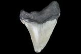 Fossil Megalodon Tooth - North Carolina #101243-1